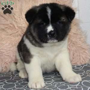 Dolley, Akita Puppy
